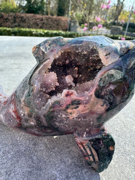 Ocean Jasper Dolphin